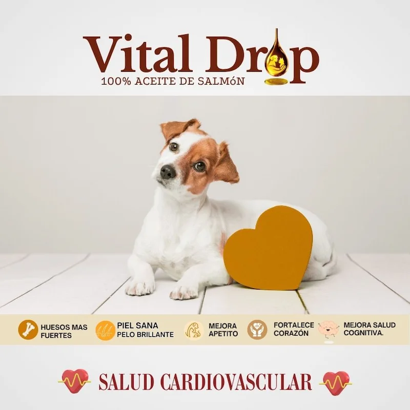 vitaldrop aceite salmon para perros y gatos beneficio salud cardiovascular